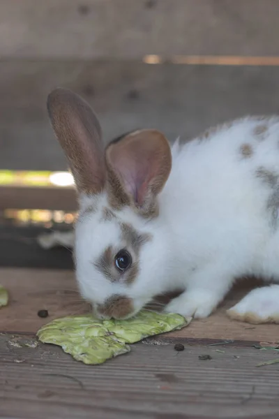 Close Shot White Rabbit Brown Spots Blurred Out Focus Areas — Stok fotoğraf