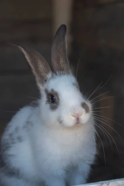 Close Shot White Rabbit Brown Spots Blurred Out Focus Areas — Zdjęcie stockowe