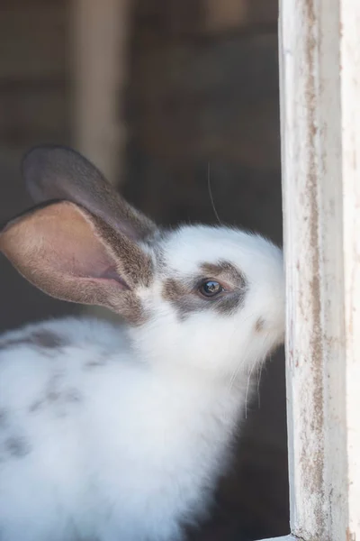 Close Shot White Rabbit Brown Spots Blurred Out Focus Areas — Stock Fotó