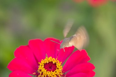 Close-up shot of a Colibri Moth (Macroglossum stellatarum) collecting nectar from flowers