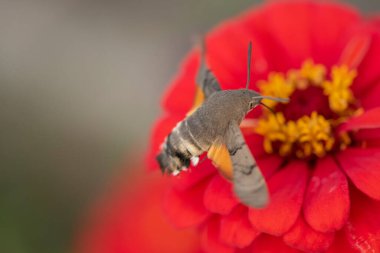 Çiçeklerden nektar toplayan bir kolibri güvesinin (Macroglossum stellatarum) yakın plan çekimi
