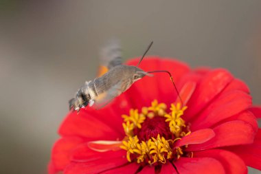 Close-up shot of a Colibri Moth (Macroglossum stellatarum) collecting nectar from flowers
