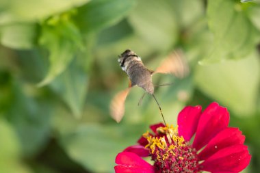 Çiçeklerden nektar toplayan bir kolibri güvesinin (Macroglossum stellatarum) yakın plan çekimi