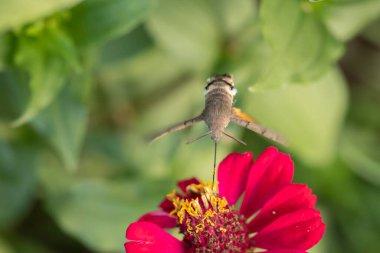 Çiçeklerden nektar toplayan bir kolibri güvesinin (Macroglossum stellatarum) yakın plan çekimi