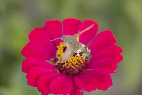 Close Shot Colibri Moth Macroglossum Stellatarum Collecting Nectar Flowers — Zdjęcie stockowe