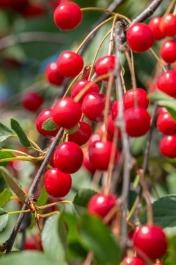 Ağaçtan sarkan lezzetli organik kirazların yakın plan çekimi.
