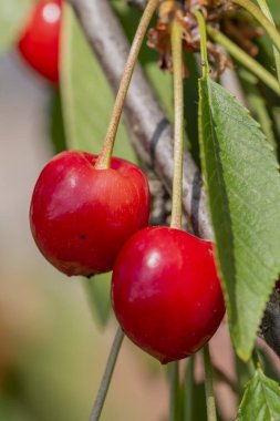 Ağaçtan sarkan lezzetli organik kirazların yakın plan çekimi.