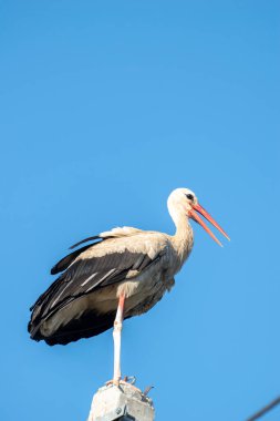 Uzun kırmızı gagalı yorgun leylek direğin üzerinde dinleniyor.