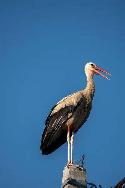 Tired Stork Long Red Beak Resting Pole — Stockfoto