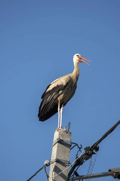 Tired Stork Long Red Beak Resting Pole — Stockfoto