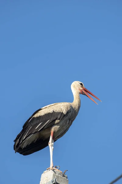 長い赤いくちばしがポールに休んでいる疲れたコウノトリ — ストック写真