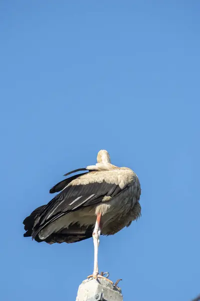 Tired Stork Long Red Beak Resting Pole — Foto Stock