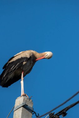 Uzun kırmızı gagalı yorgun leylek direğin üzerinde dinleniyor.