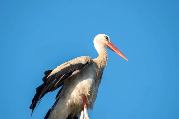 Tired Stork Long Red Beak Resting Pole — ストック写真