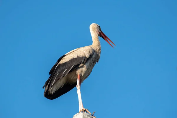 Tired Stork Long Red Beak Resting Pole — Stockfoto