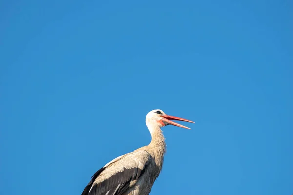 Tired Stork Long Red Beak Resting Pole — Stockfoto