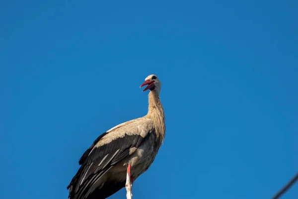 Tired Stork Long Red Beak Resting Pole — Stockfoto