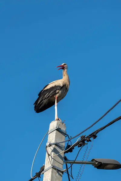 Tired Stork Long Red Beak Resting Pole — Zdjęcie stockowe