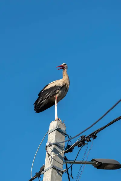 Tired Stork Long Red Beak Resting Pole — Stockfoto