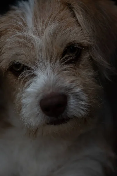 Close Shot Cappuccino Brown White Furred Puppy Expressive Eyes —  Fotos de Stock