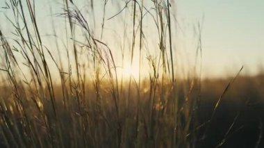 Gün batımında Çalıların Kapanışı