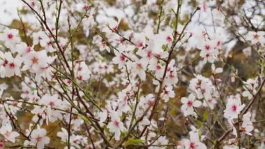 Ağaç dalını çiçeklerle kapatın.