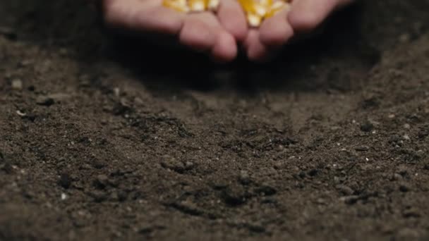 Primer plano de la mano sosteniendo semillas de maíz — Vídeos de Stock