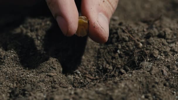 把种植玉米种子的手紧紧地塞进地里 — 图库视频影像
