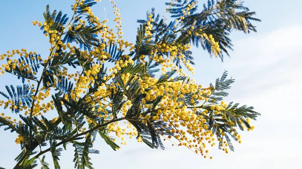 Close up of Mimosa Květiny pro ženy Day — Stock fotografie