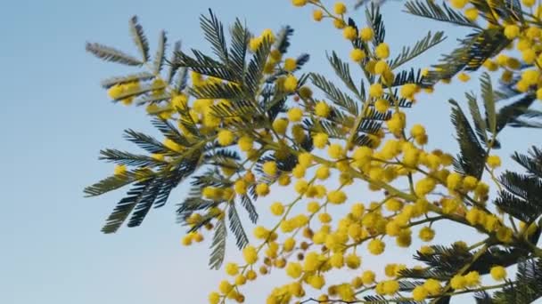 Sluiten van Mimosa bloemen voor vrouwen dag — Stockvideo