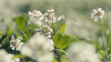 Rüzgardaki beyaz çiçeklere yaklaş
