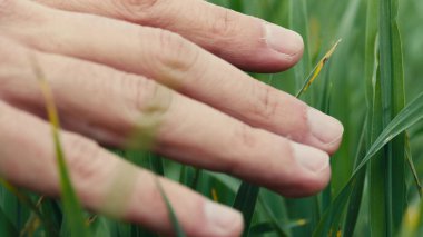 Genç buğday yapraklarına elle dokunmak. Kapat..