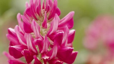 Kırmızı çiçek yaprağı. Bahar mevsimi kapanıyor. 