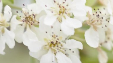 Beyaz çiçek yaprağı. Bahar mevsimi kapanıyor. 