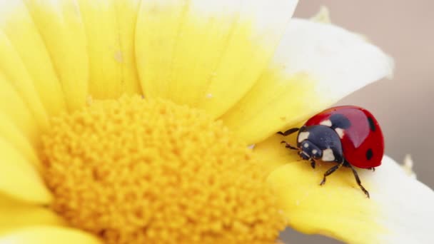 Mariquita caminando en la margarita de campo. alergia al polen — Vídeos de Stock