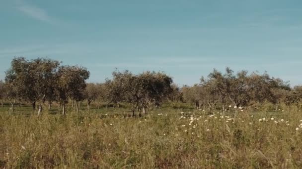 日没時に畑のオリーブの木 — ストック動画