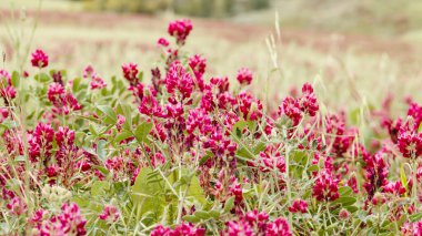 Kırmızı tarla çiçekleri sabahın erken saatlerinde