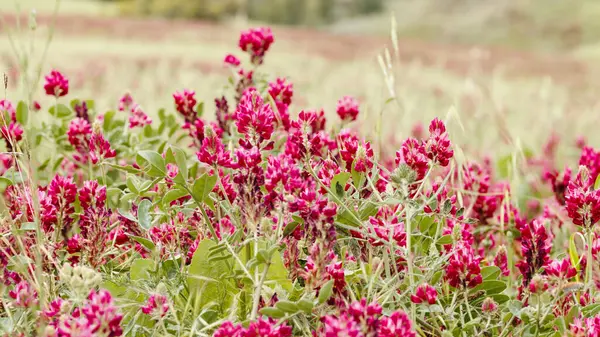 Kırmızı tarla çiçekleri sabahın erken saatlerinde