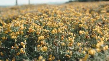 Güzel sarı çiçekler yakın.