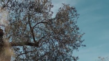 Zeytin ağacı yaprakları yakın.