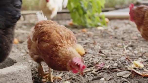 Glückliche Hühner rennen im Hühnerstall herum — Stockvideo