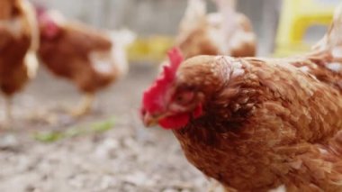 Mutlu tavuklar açık havada kaşınıyor.