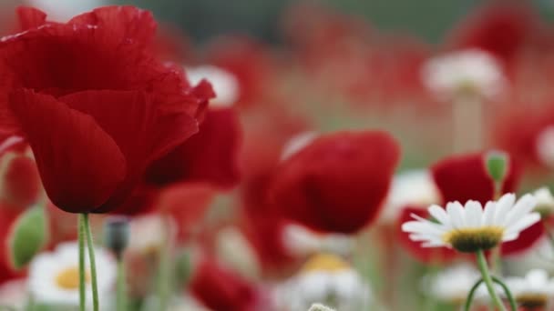 Red poppy in a field close up — Stock Video