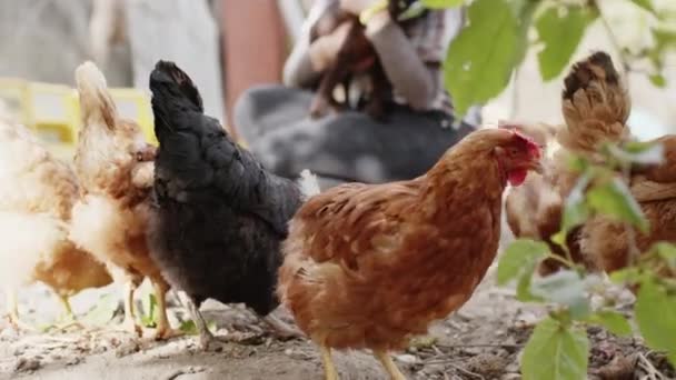 Hühner rennen im Hühnerstall herum — Stockvideo