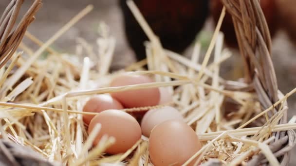 Uova di pollo fresche nel cestino — Video Stock