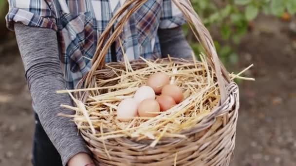 Friss csirke tojás a kosárban — Stock videók