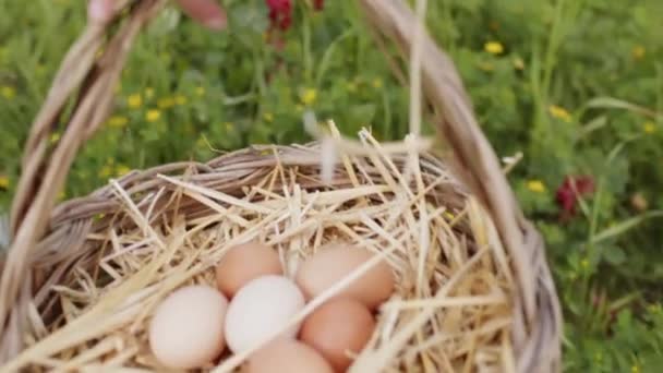 Φρέσκα αυγά κοτόπουλου στο καλάθι — Αρχείο Βίντεο