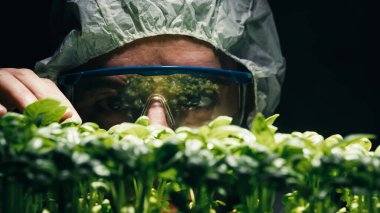 Scientist analyze OGM genetically modified plants