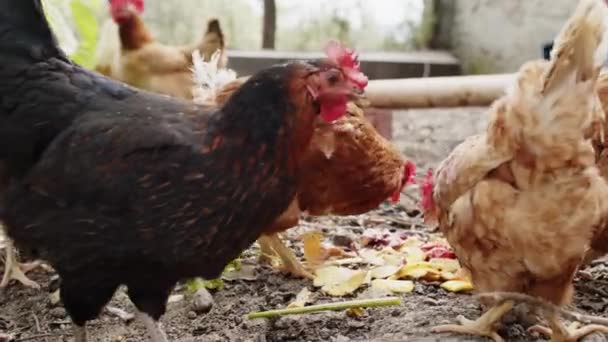 Chickens run around in the hen house — 비디오