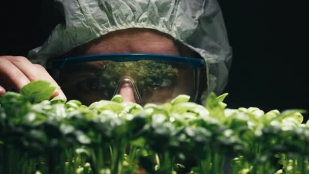 Naukowiec analizuje zielone sadzonki w laboratorium — Wideo stockowe